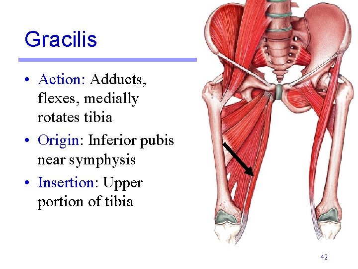 Gracilis • Action: Adducts, flexes, medially rotates tibia • Origin: Inferior pubis near symphysis