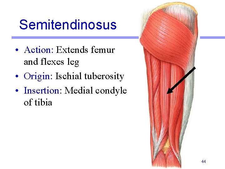 Semitendinosus • Action: Extends femur and flexes leg • Origin: Ischial tuberosity • Insertion: