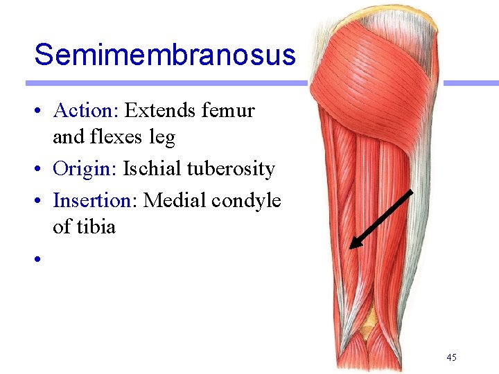 Semimembranosus • Action: Extends femur and flexes leg • Origin: Ischial tuberosity • Insertion: