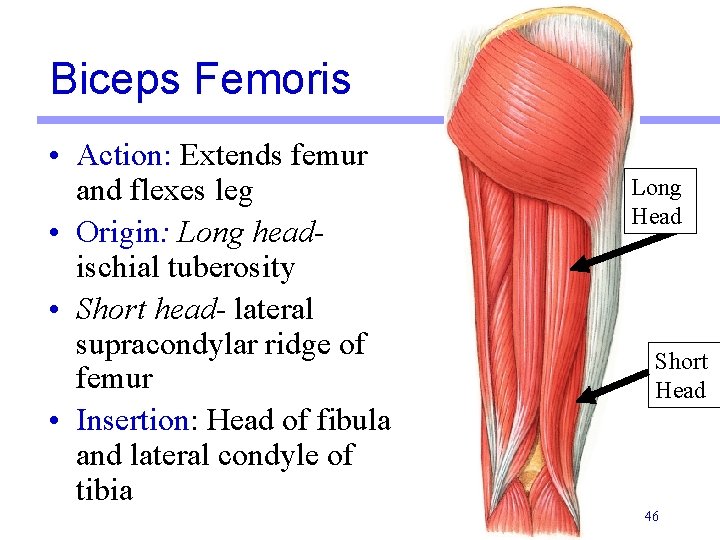 Biceps Femoris • Action: Extends femur and flexes leg • Origin: Long headischial tuberosity