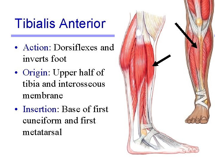 Tibialis Anterior • Action: Dorsiflexes and inverts foot • Origin: Upper half of tibia