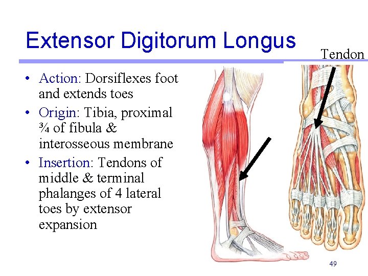 Extensor Digitorum Longus Tendon • Action: Dorsiflexes foot and extends toes • Origin: Tibia,