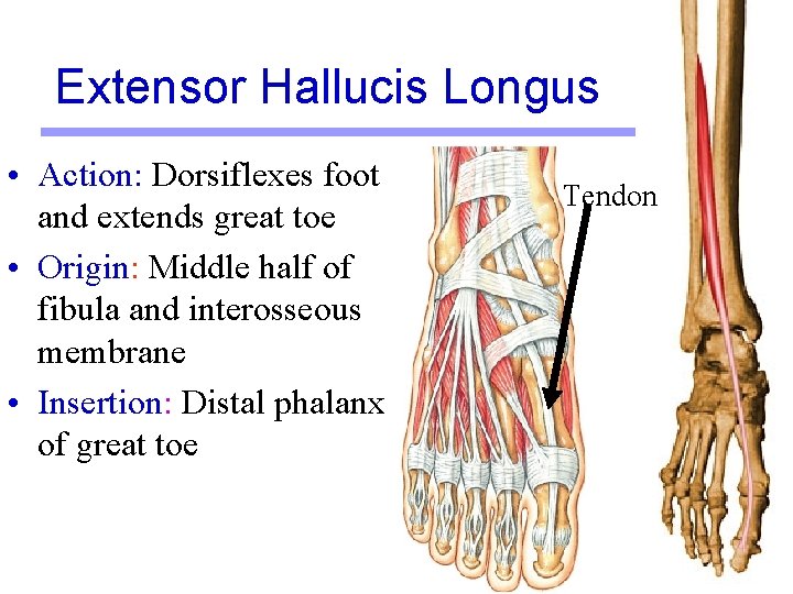 Extensor Hallucis Longus • Action: Dorsiflexes foot and extends great toe • Origin: Middle