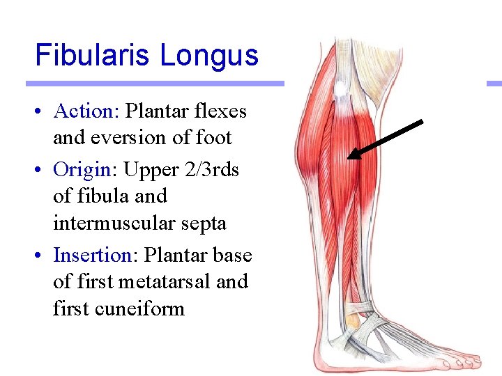 Fibularis Longus • Action: Plantar flexes and eversion of foot • Origin: Upper 2/3