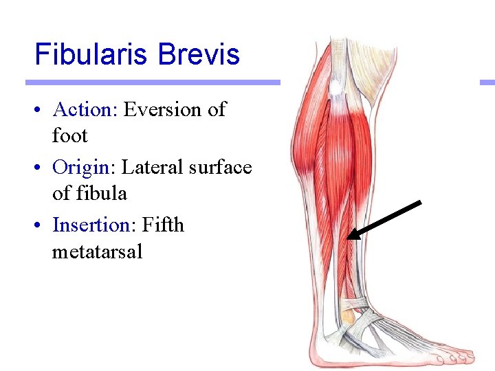 Fibularis Brevis • Action: Eversion of foot • Origin: Lateral surface of fibula •