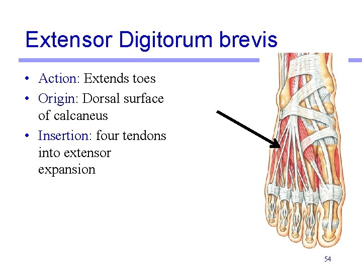 Extensor Digitorum brevis • Action: Extends toes • Origin: Dorsal surface of calcaneus •