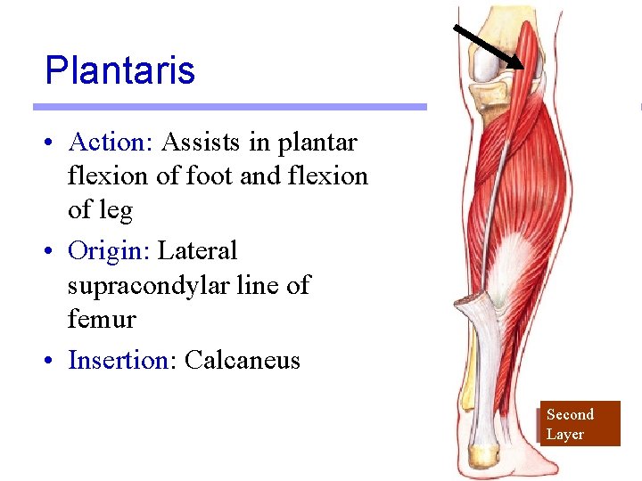 Plantaris • Action: Assists in plantar flexion of foot and flexion of leg •