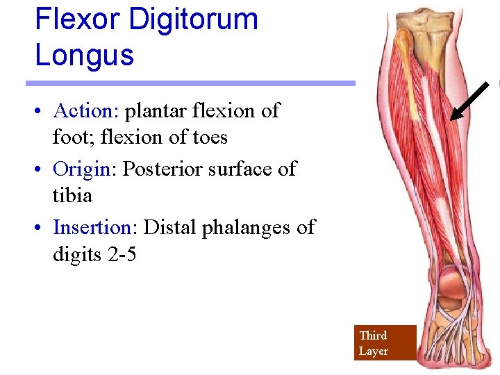 Flexor Digitorum Longus • Action: plantar flexion of foot; flexion of toes • Origin: