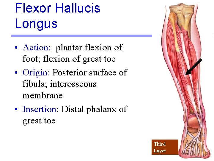 Flexor Hallucis Longus • Action: plantar flexion of foot; flexion of great toe •