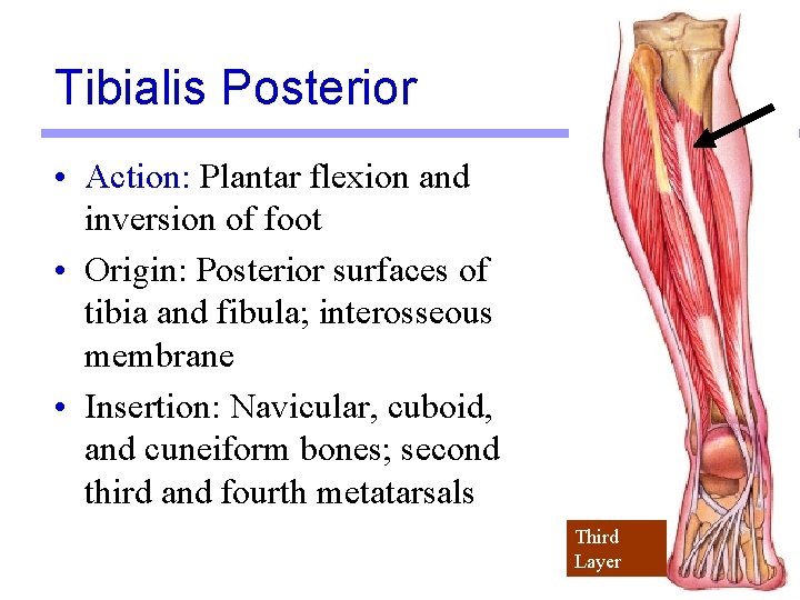 Tibialis Posterior • Action: Plantar flexion and inversion of foot • Origin: Posterior surfaces