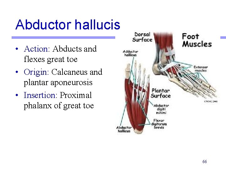 Abductor hallucis • Action: Abducts and flexes great toe • Origin: Calcaneus and plantar