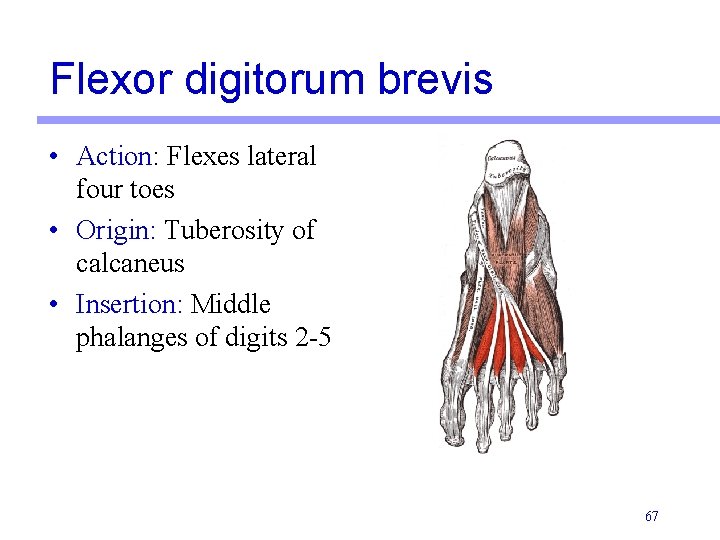 Flexor digitorum brevis • Action: Flexes lateral four toes • Origin: Tuberosity of calcaneus