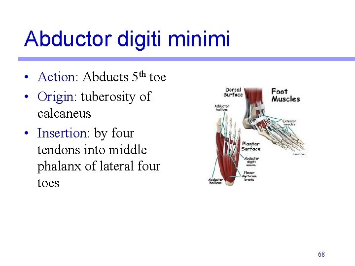 Abductor digiti minimi • Action: Abducts 5 th toe • Origin: tuberosity of calcaneus