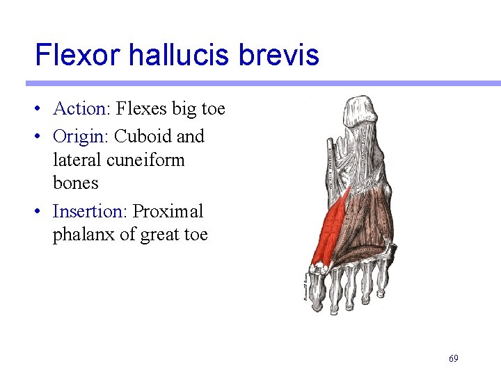 Flexor hallucis brevis • Action: Flexes big toe • Origin: Cuboid and lateral cuneiform
