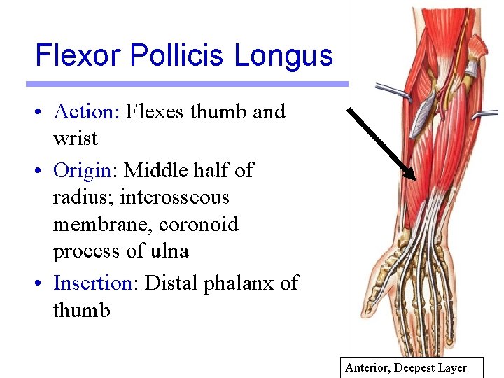 Flexor Pollicis Longus • Action: Flexes thumb and wrist • Origin: Middle half of