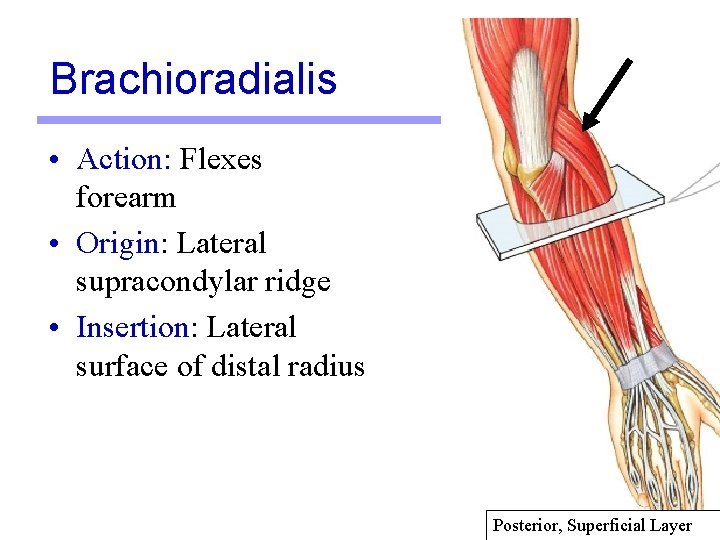 Brachioradialis • Action: Flexes forearm • Origin: Lateral supracondylar ridge • Insertion: Lateral surface