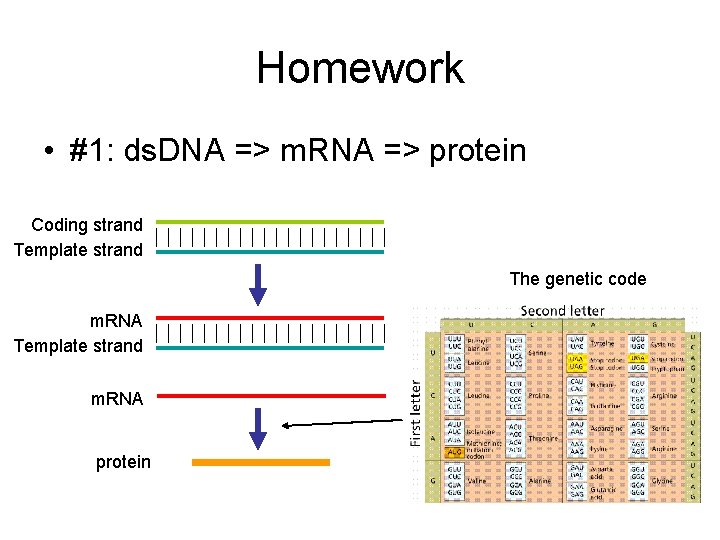 Homework • #1: ds. DNA => m. RNA => protein Coding strand Template strand