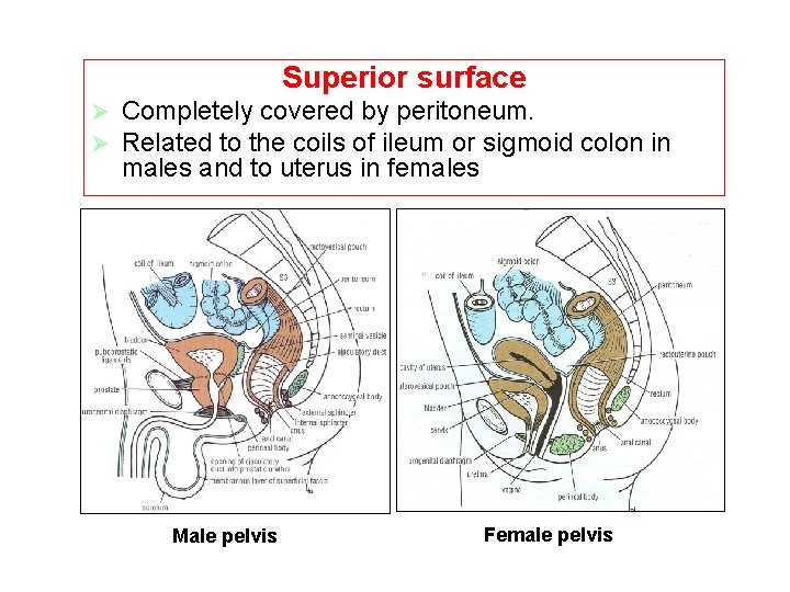 Superior surface Ø Ø Completely covered by peritoneum. Related to the coils of ileum