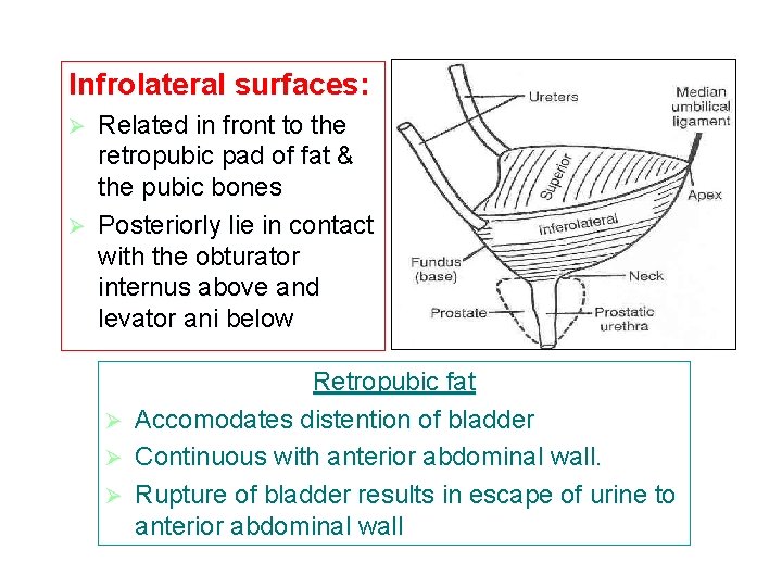 Infrolateral surfaces: Related in front to the retropubic pad of fat & the pubic Infrolateral surfaces: Related in front to the retropubic pad of fat & the pubic