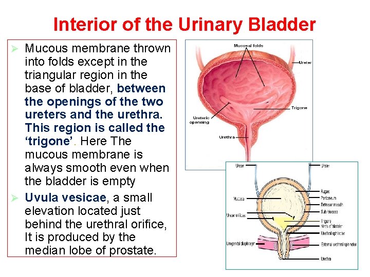 Interior of the Urinary Bladder Mucous membrane thrown into folds except in the triangular Interior of the Urinary Bladder Mucous membrane thrown into folds except in the triangular