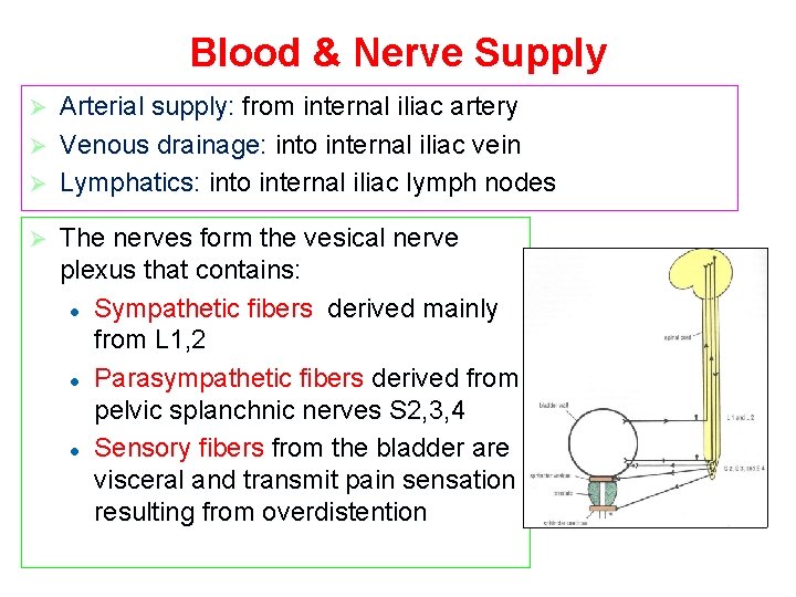 Blood & Nerve Supply Arterial supply: from internal iliac artery Ø Venous drainage: into Blood & Nerve Supply Arterial supply: from internal iliac artery Ø Venous drainage: into