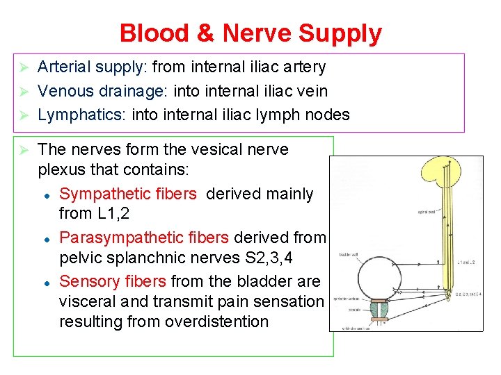 Blood & Nerve Supply Arterial supply: from internal iliac artery Ø Venous drainage: into