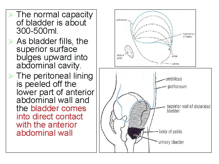 The normal capacity of bladder is about 300 -500 ml. Ø As bladder fills, The normal capacity of bladder is about 300 -500 ml. Ø As bladder fills,