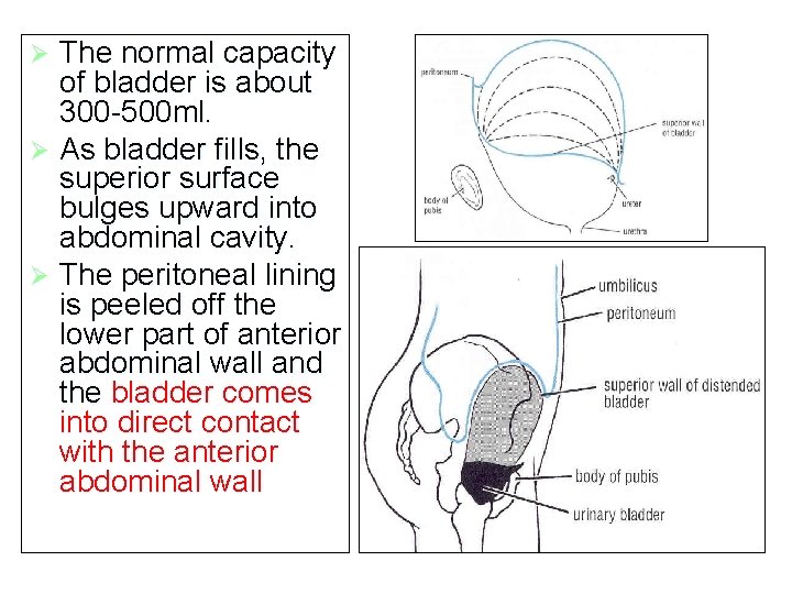 The normal capacity of bladder is about 300 -500 ml. Ø As bladder fills,