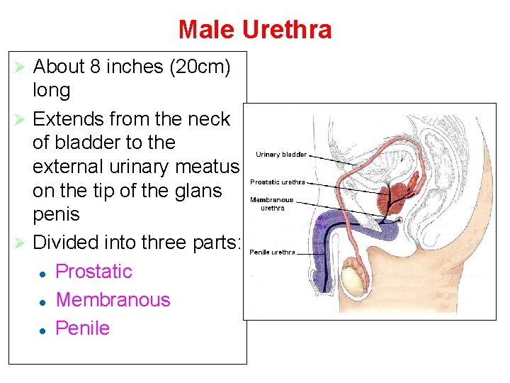 Male Urethra About 8 inches (20 cm) long Ø Extends from the neck of