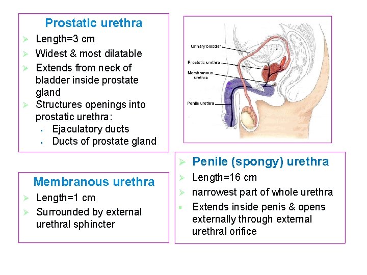 Prostatic urethra Ø Ø Length=3 cm Widest & most dilatable Extends from neck of