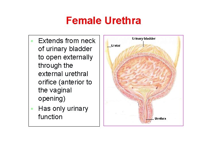 Female Urethra Extends from neck of urinary bladder to open externally through the external