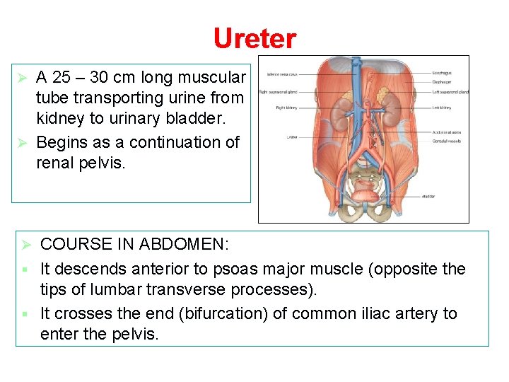 Ureter A 25 – 30 cm long muscular tube transporting urine from kidney to