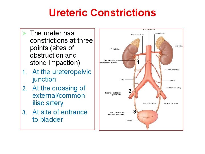 Ureteric Constrictions Ø 1. 2. 3. The ureter has constrictions at three points (sites