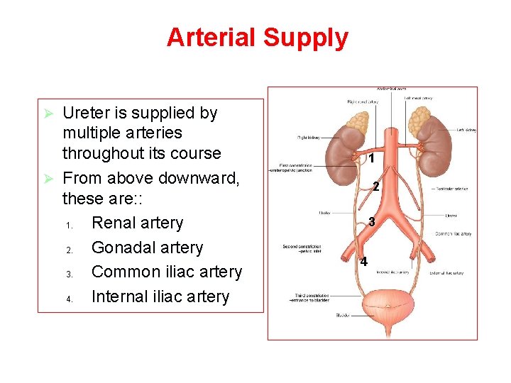Arterial Supply Ureter is supplied by multiple arteries throughout its course Ø From above Arterial Supply Ureter is supplied by multiple arteries throughout its course Ø From above