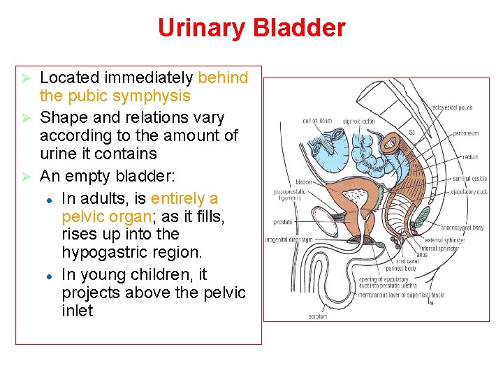 Urinary Bladder Located immediately behind the pubic symphysis Ø Shape and relations vary according