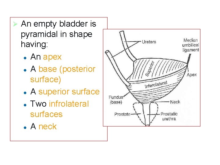 Ø An empty bladder is pyramidal in shape having: l An apex l A Ø An empty bladder is pyramidal in shape having: l An apex l A