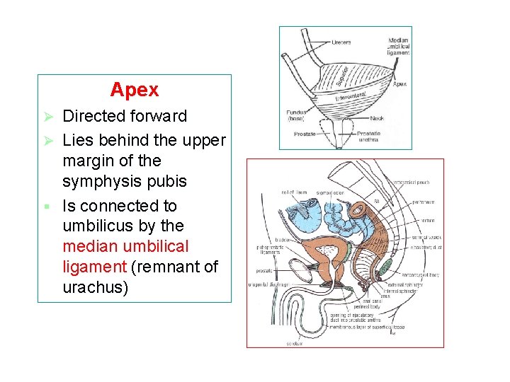 Apex Directed forward Ø Lies behind the upper margin of the symphysis pubis §