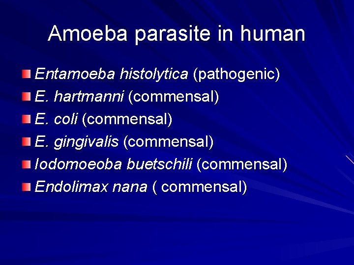 Amoeba parasite in human Entamoeba histolytica (pathogenic) E. hartmanni (commensal) E. coli (commensal) E.