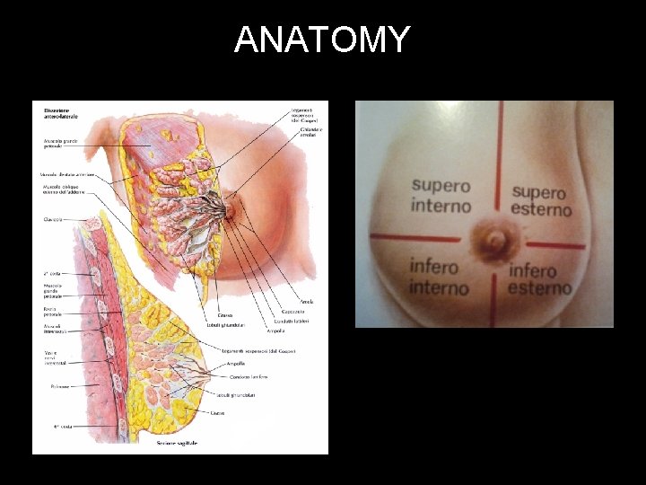 ANATOMY 