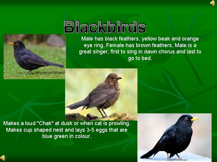 Blackbirds Male has black feathers, yellow beak and orange eye ring. Female has brown