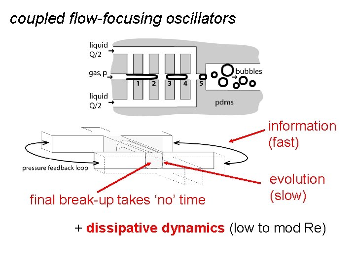 coupled flow-focusing oscillators information (fast) final break-up takes ‘no’ time evolution (slow) + dissipative