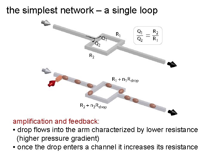 the simplest network – a single loop amplification and feedback: • drop flows into