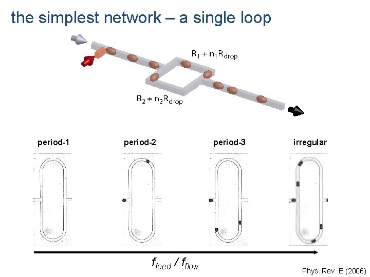 the simplest network – a single loop period-1 period-2 ffeed / fflow period-3 irregular