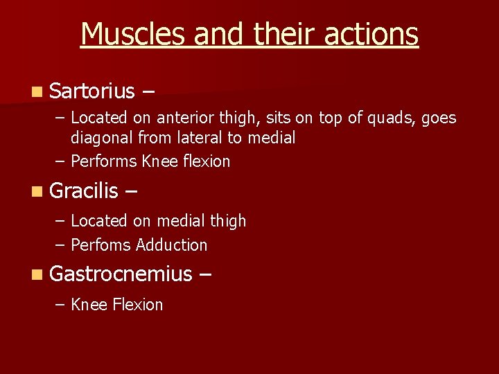 Muscles and their actions n Sartorius – – Located on anterior thigh, sits on
