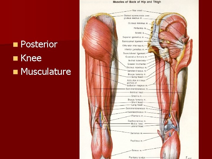 n Posterior n Knee n Musculature 
