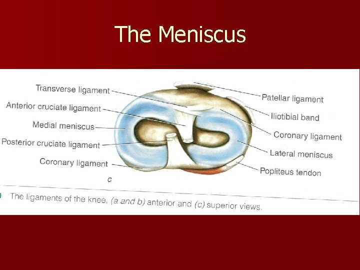 The Meniscus 