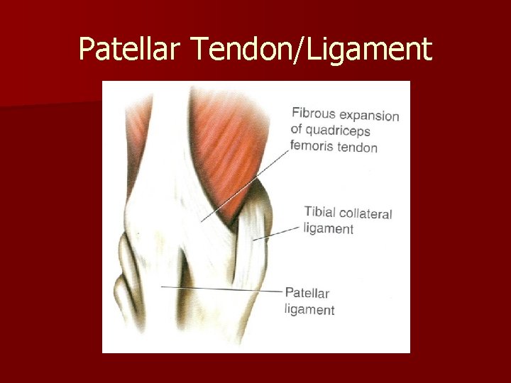Patellar Tendon/Ligament 