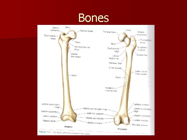 Bones 
