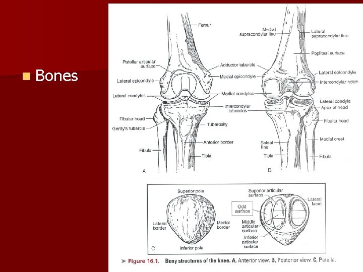 n Bones 
