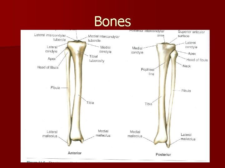 Bones 